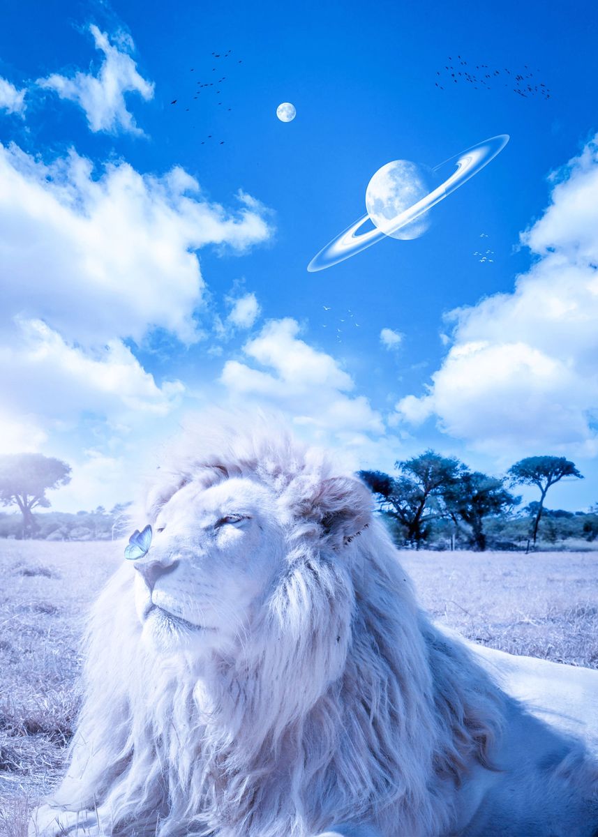 Pure White Lion