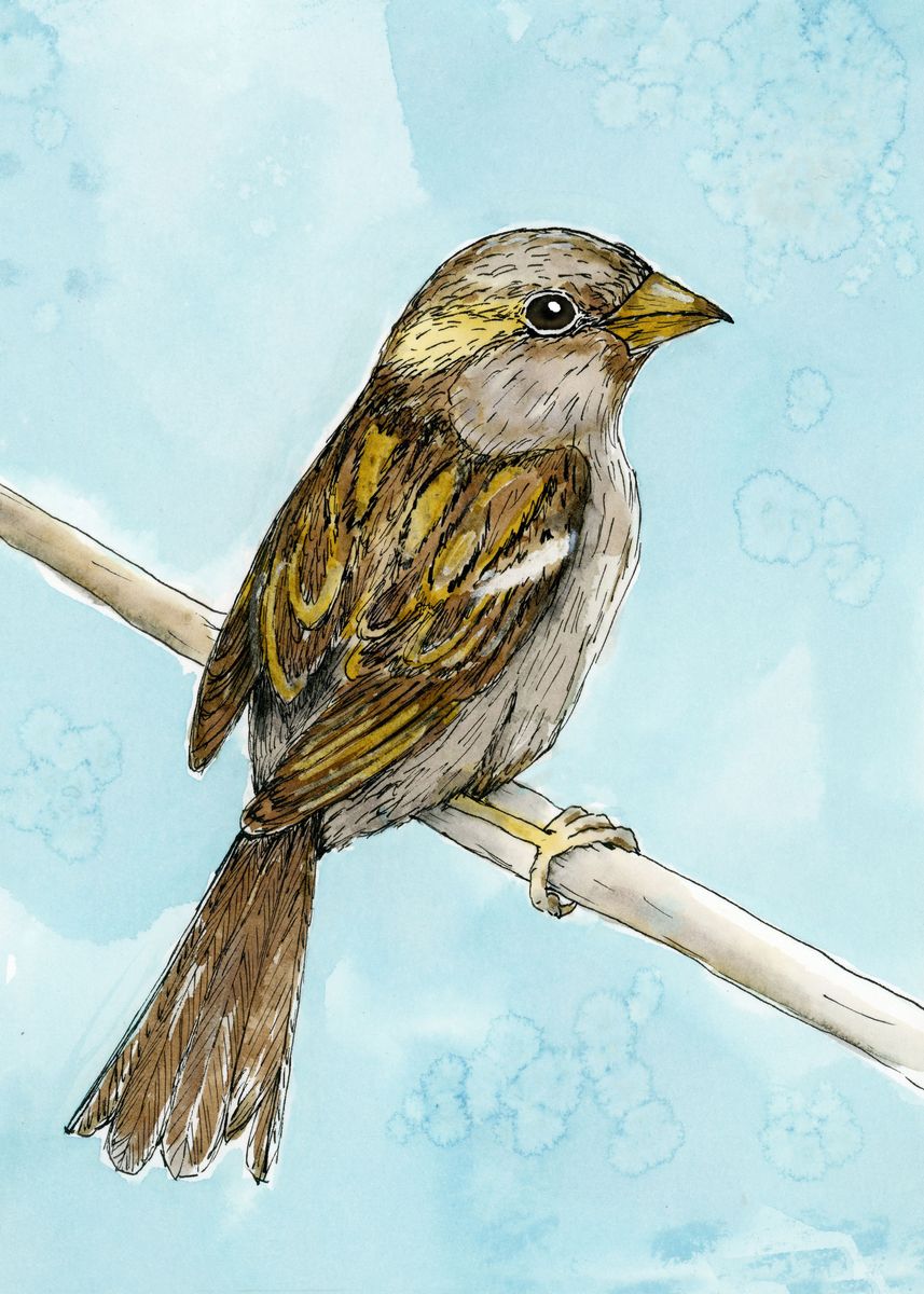 'House sparrow ' Poster, picture, metal print, paint by Bianca Wisseloo ...