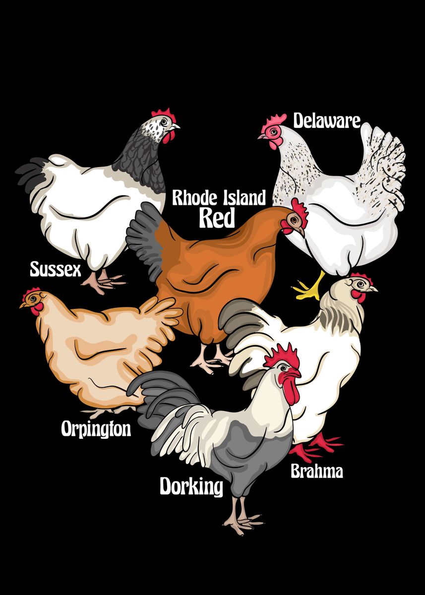 'Chicken Breeds Chickens' Poster, picture, metal print, paint by ...