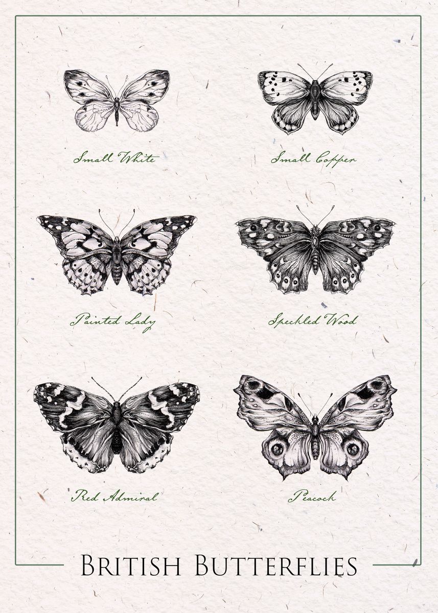 'British Butterflies' Poster, picture, metal print, paint by Zoe Leach ...