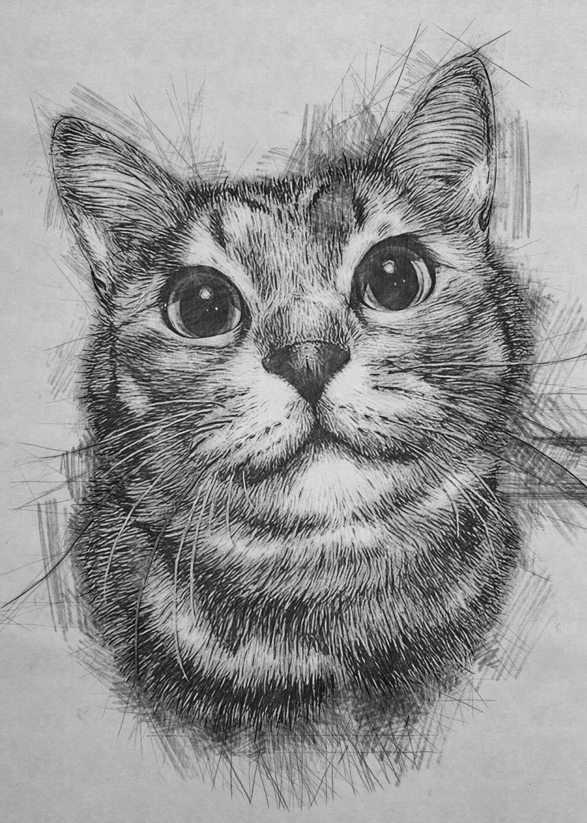 'Cat pencil sketch' Poster, picture, metal print, paint by Salvatore