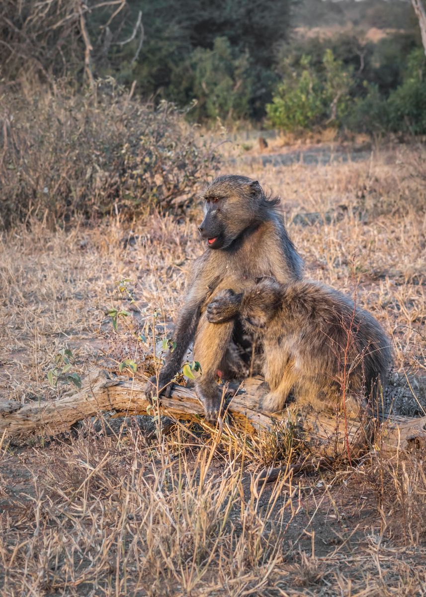 'Chacma baboons grooming' Poster, picture, metal print, paint by Ava ...