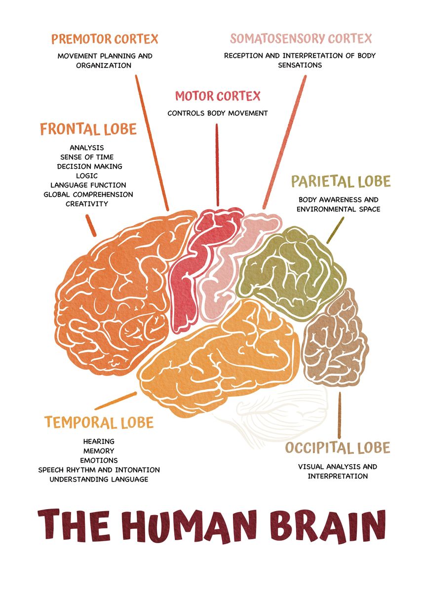 'The human brain' Poster, picture, metal print, paint by Ikinotes ...