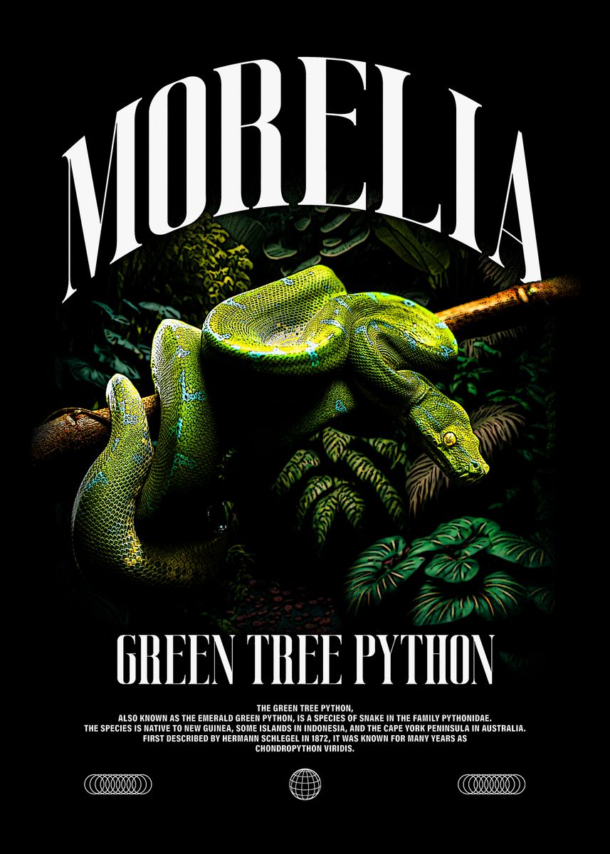 'Green Tree Python Poster' Poster, picture, metal print, paint by Jon ...