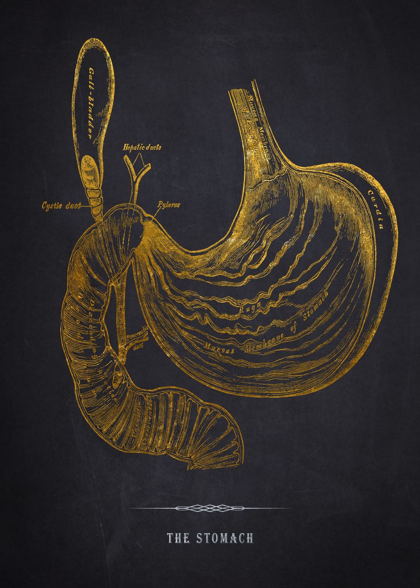 'Gold Stomach Anatomy Print' Poster, picture, metal print, paint by ...