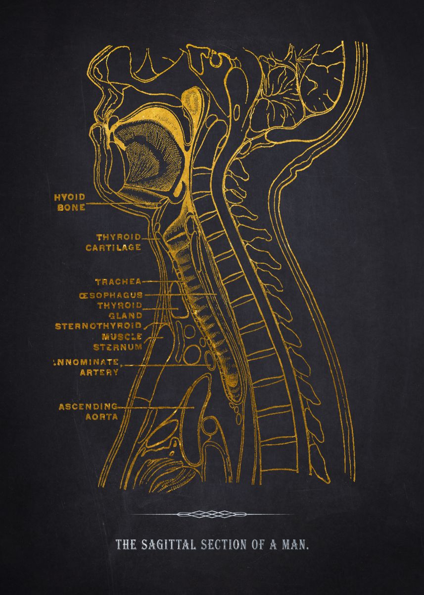 Sagittal Cut Dissection Example 'Sagittal Section Anatomy' Poster, picture, metal print, paint by Aged ...