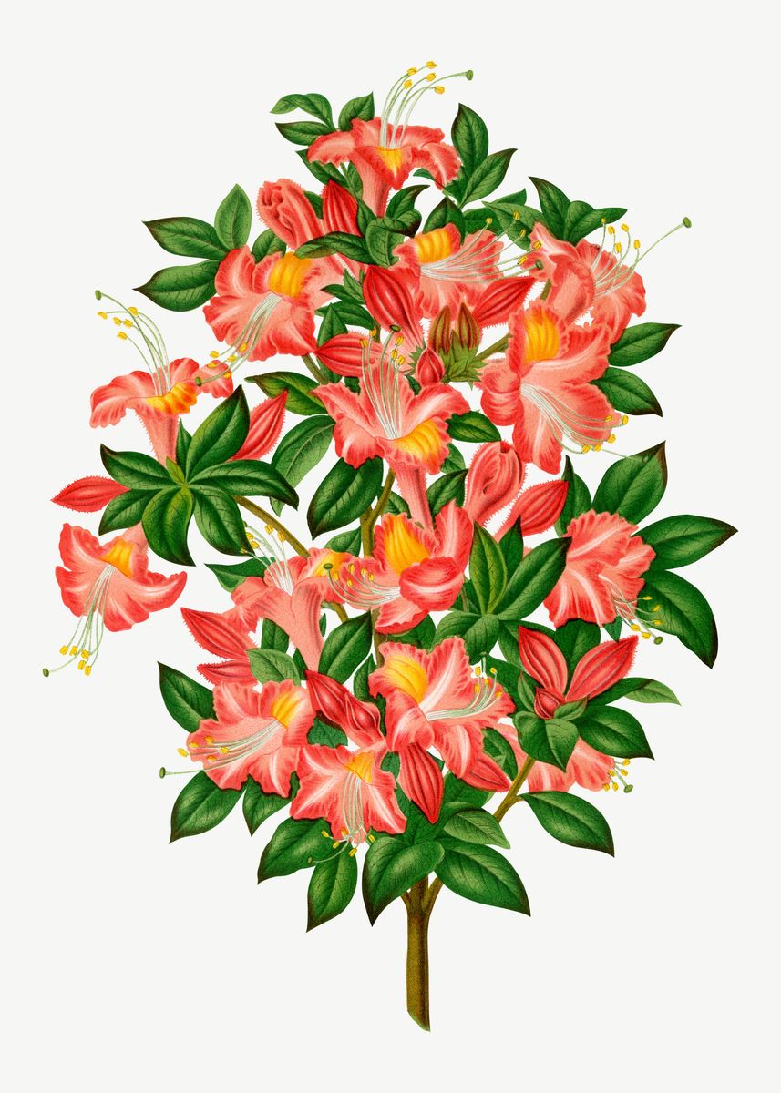 'Vintage Pink Azalea Flower' Poster, picture, metal print, paint by ...