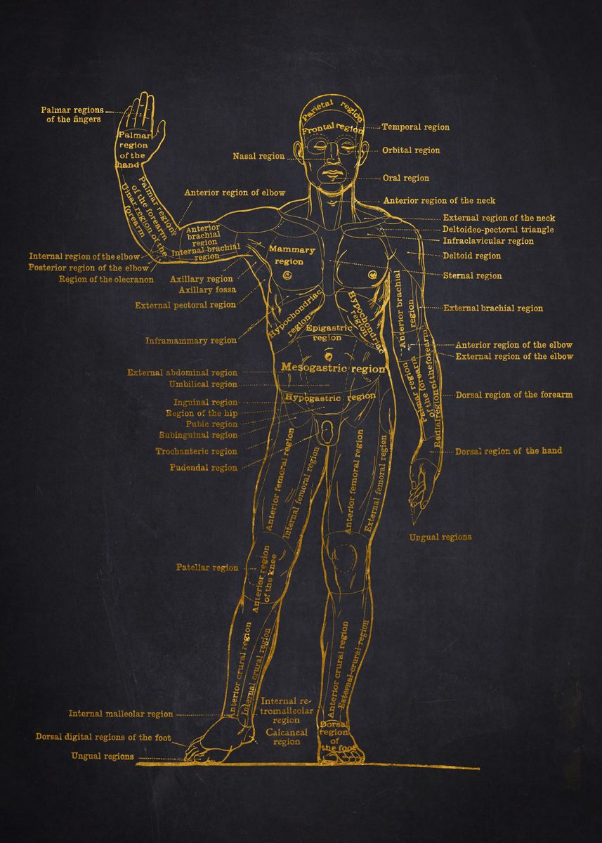 'Human Anatomy Diagram' Poster, picture, metal print, paint by Aged ...