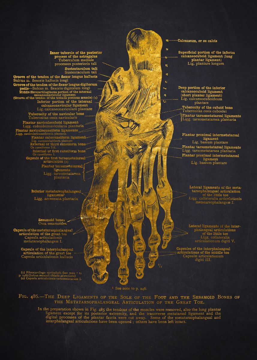 Toes Map 'Foot Anatomy Diagram' Poster, picture, metal print, paint by Aged ...