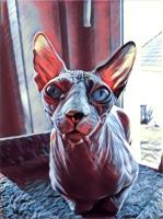 Mara The Sphynx