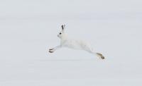 Arctic Hare